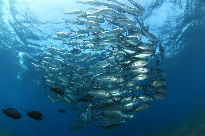 Snorkeling in Menjangan Marine Park - Discover abundant marine life of Pemuteran - Weather, cancellation, and useful planning tips