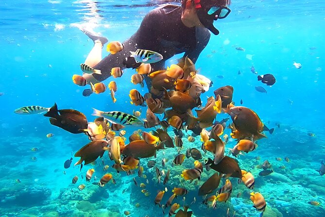 Snorkeling In Nusa Penida Island With Manta Ray From Bali - Manta Bay and the limits of wildlife watching