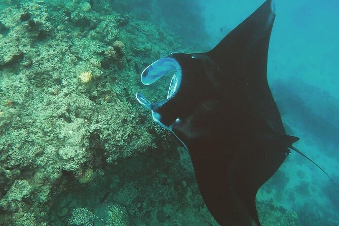 Snorkeling In Nusa Penida Island With Manta Ray From Bali - What the $95 price really covers