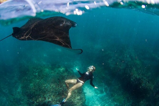 Snorkeling Manta Ray in Nusa Lembongan - Manta Bay and the search for giant rays