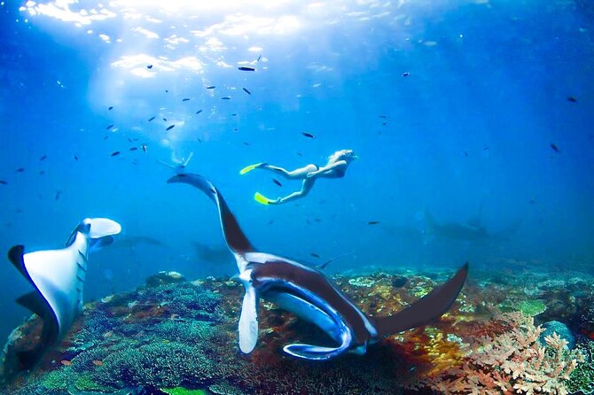 Snorkeling Manta Ray Safari in Nusa Penida - Gamat Bay and Wall Bay Point