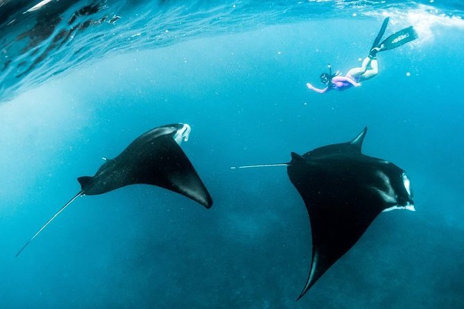 Snorkeling Manta Ray Safari in Nusa Penida - The underwater photos are a real value