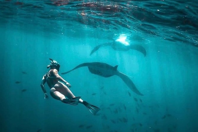 Snorkeling Manta Ray Safari in Nusa Penida - How the $15.28 price measures up