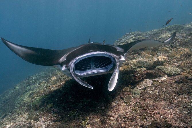 Snorkeling Manta Rays, Land Tour Tembeling Pool & Kelingking - Key points to know before booking