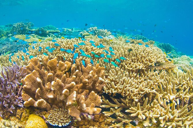Snorkeling Manta Rays, Land Tour Tembeling Pool & Kelingking - Gamat Bay for fish and clearer water