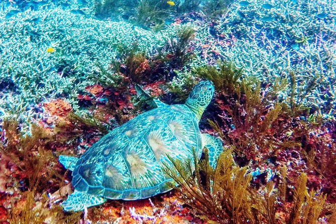 Snorkeling Package at Padang Bai Blue Lagoon - The early start from Sanur