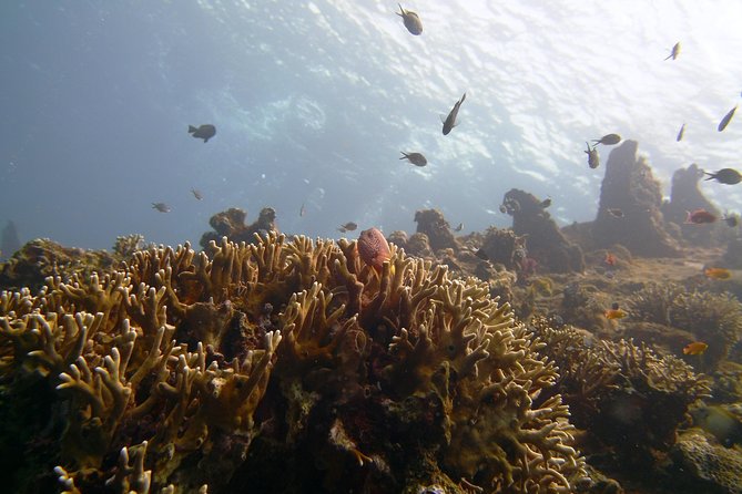 Snorkeling Package at Tulamben Liberty Shipwreck - The road to Tulamben