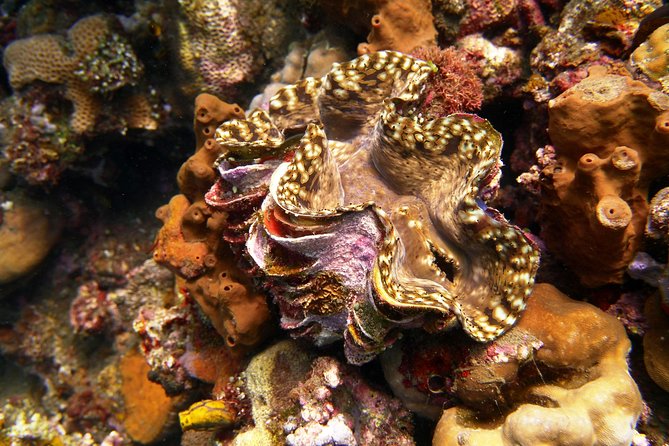 Snorkeling Package at Tulamben Liberty Shipwreck - What you see over the USS Liberty