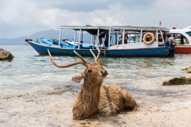 Snorkeling & Trekking at West Bali National Park - Day one: the boat to Menjangan Island