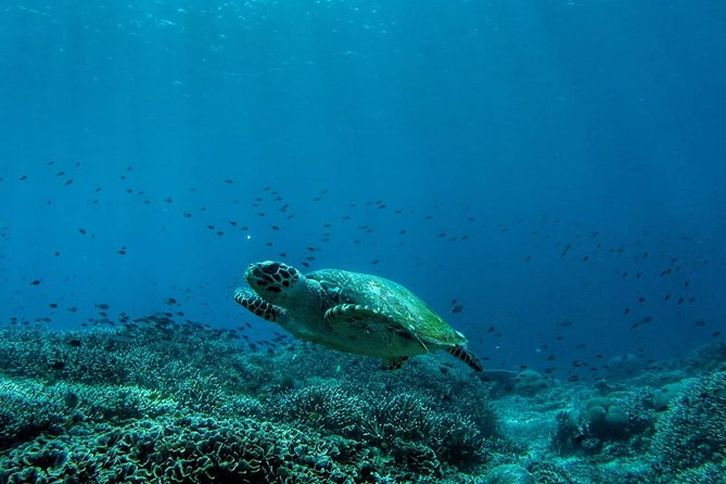 Snorkeling Trip Nusa Penida Bali - Manta Point and the chance to see rays