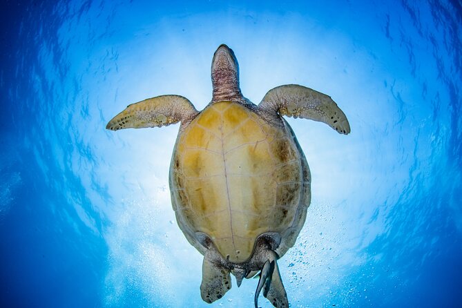 Snorkeling Trip to Menjangan Island - Why Menjangan Island is worth the boat ride