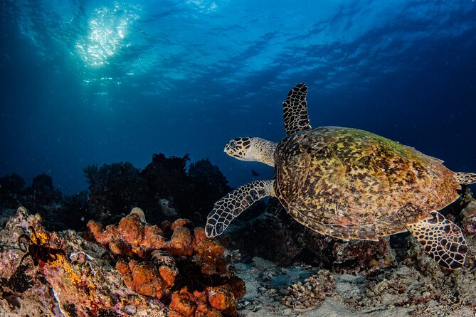 Snorkeling Trip to Menjangan Island - Starting at 9:00 AM on Pemuteran Beach