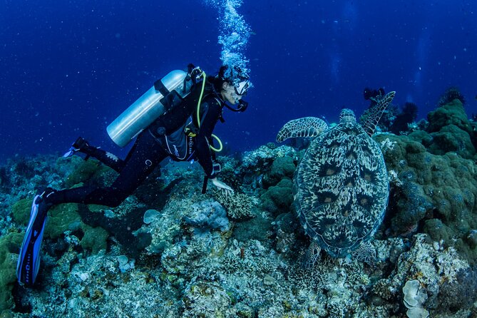 Snorkeling Trip to Menjangan Island - Who should book this outing?