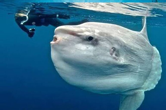 Snorkeling Trips with Manta Ray from Nusa Lembongan - Starting at Lagoon Bliss Captain Good