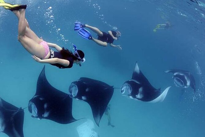 Snorkeling with Manta Rays in Their Habitat with Manta Point - Starting at Banjar Nyuh Harbor