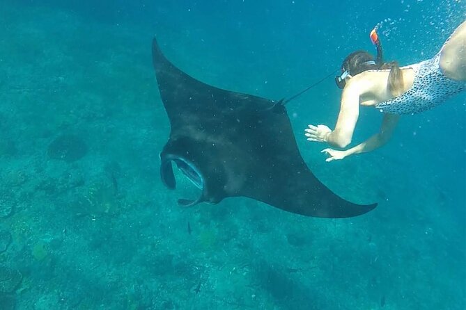 Snorkeling with Manta Rays in Their Habitat with Manta Point - Crystal Bay’s coral and clear water