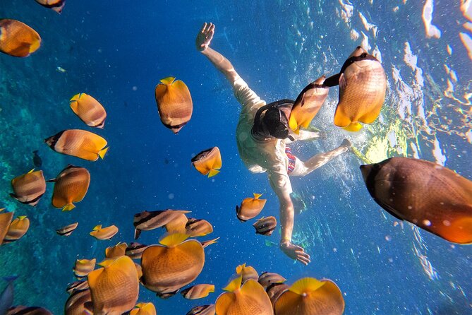 Snorkeling with Manta Rays in Their Habitat with Manta Point - What the boat trip includes