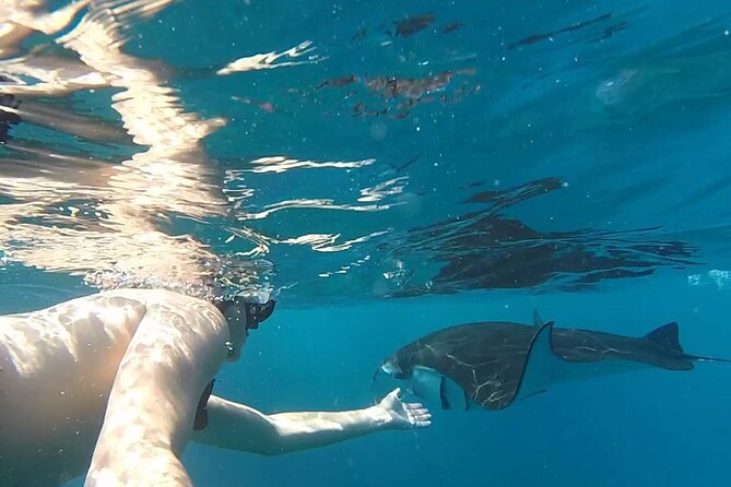 Snorkeling with Manta Rays in Their Habitat with Manta Point - How the $7.71 price measures up