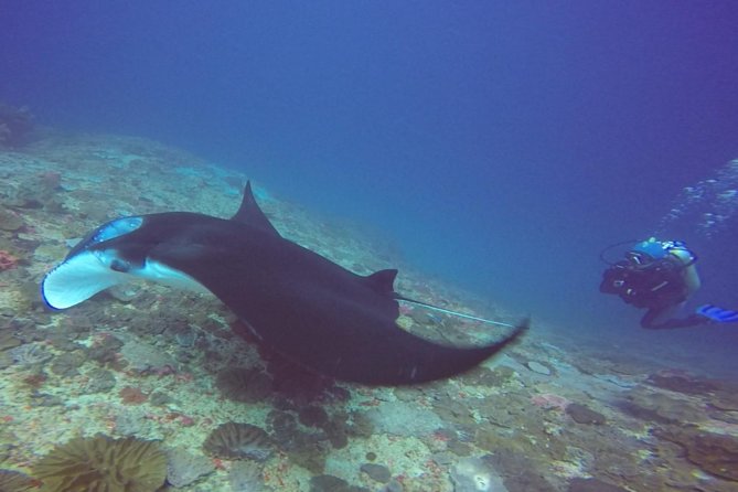 Snorkelling in Nusa Penida - Manta Point - Starting at Sanur and crossing to Nusa Penida