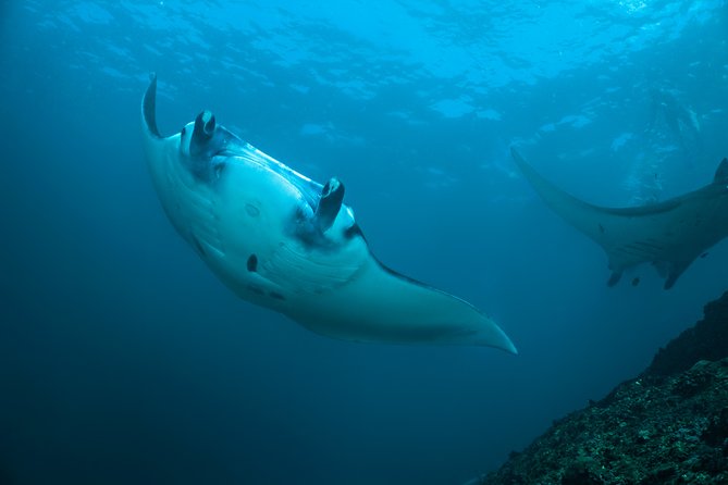 Snorkelling with Manta Rays at Nusa Penida and Lembongan - Key points to know before you book