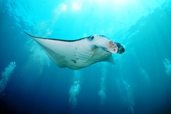 Snorkelling with Manta Rays at Nusa Penida and Lembongan - Why Manta Point makes this trip special