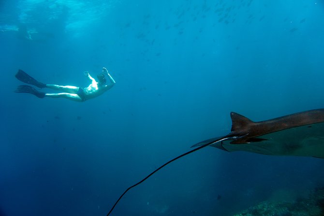 Snorkelling with Manta Rays at Nusa Penida and Lembongan - Choosing between Crystal Bay and Nusa Lembongan