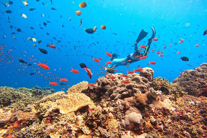 Swim with Manta Rays: Snorkeling Day Trip from Bali - From Kuta to Sanur’s Matahari Terbit Port