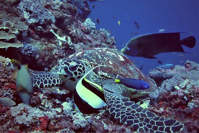 Swim with Manta Rays: Snorkeling Day Trip from Bali - Manta Bay and the chance to meet wild rays