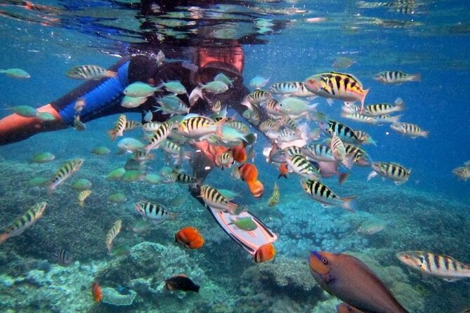 Swim with Manta Rays: Snorkeling Day Trip from Bali - Is $67.95 good value?