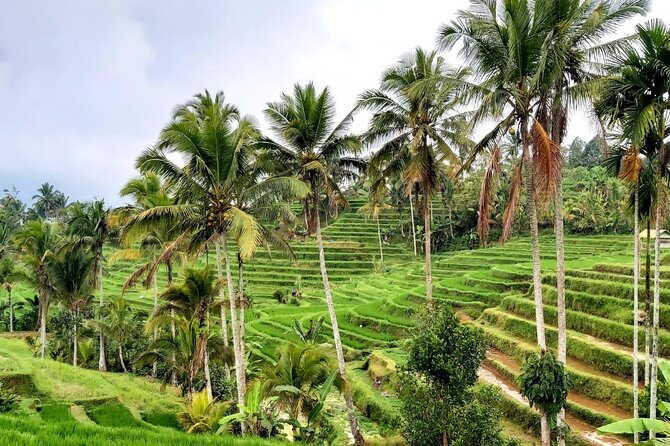 Tanah Lot and North Bali Private Tour - All inclusive - What the Private Car and Guide Add