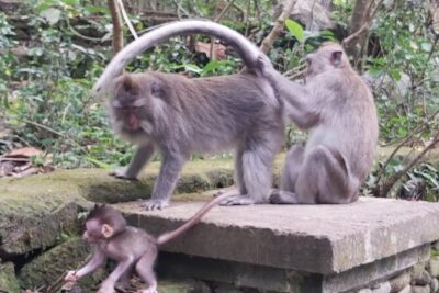 Tanah Lot And Ubud – Full Day Private Tour