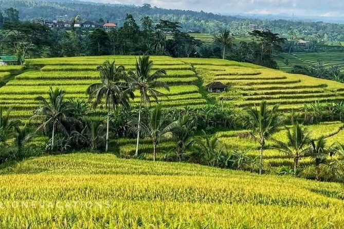 Tanah Lot, Jatiluwih Rice Terrace and Waterfall Day Tour - What this private Bali route does well