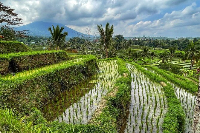 Tanah Lot - Ulun Danu Beratan Temple - Scenic Countryside Tour - Banyumala Twin Waterfall in the jungle