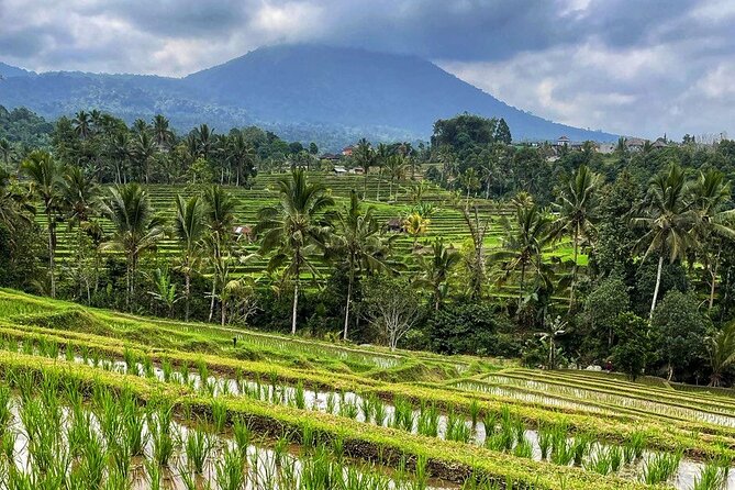Tanah Lot - Ulun Danu Beratan Temple - Scenic Countryside Tour - Bagus and the value of a personal guide