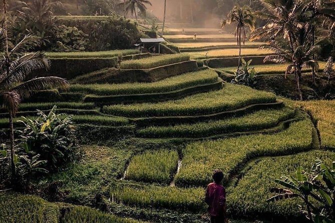 The Gates of Heavan - Ubud Jungle Swing & Waterfall Tour - Which guide can shape the day