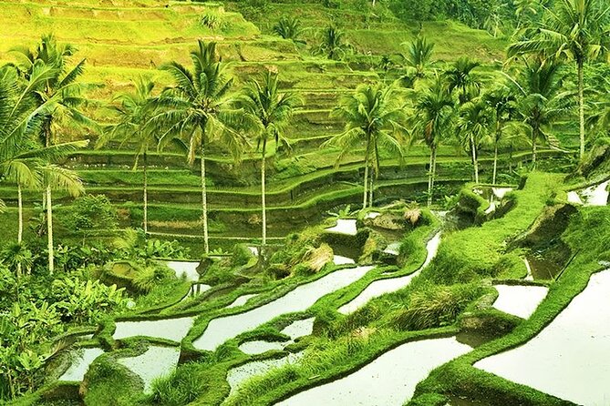 The Popular Of Ubud Private Day Tour - Starting at the Sacred Monkey Forest