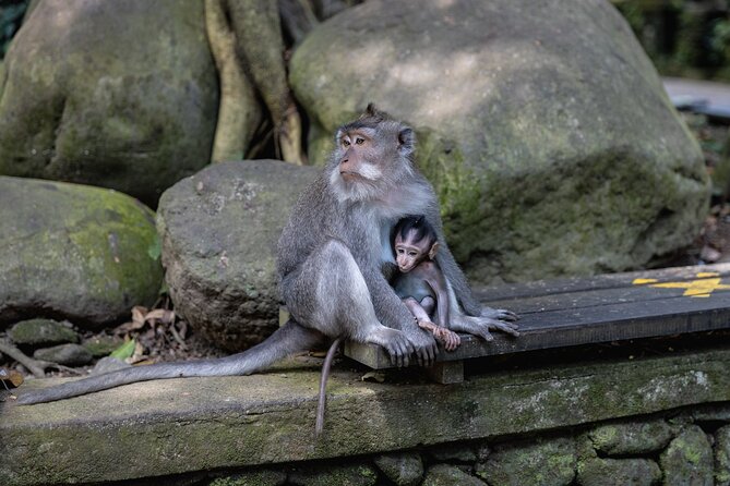 The Three Temples of Bali Half Day Private Tour - Taman Ayun: Mengwi’s royal temple