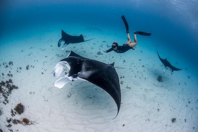 Three Islands Snorkeling (3 Spots) Manta Rays - From Lembongan - Starting at 9:30 a.m. in Jungutbatu
