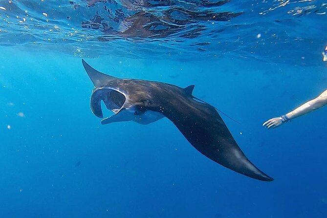 Three Islands Snorkeling (3 Spots) Manta Rays - From Lembongan - What to bring for a smoother morning