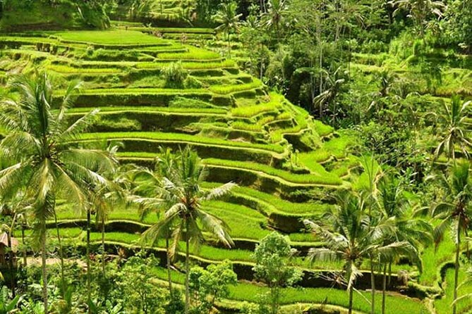 Tlaga Singha Infinity Pool, Jungle swing & Rice Terrace Trip - Who will enjoy this day most