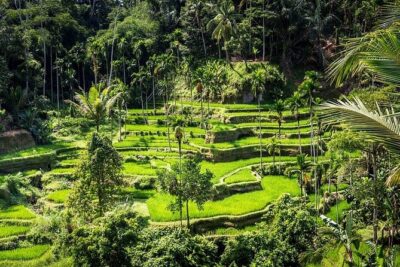 Top Ubud Attractions: Private Full-Day Guided Tour