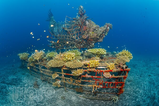 Try Dive Program in the Biorock Pemuteran - Why Biorock Pemuteran Makes a Good First Sea Session