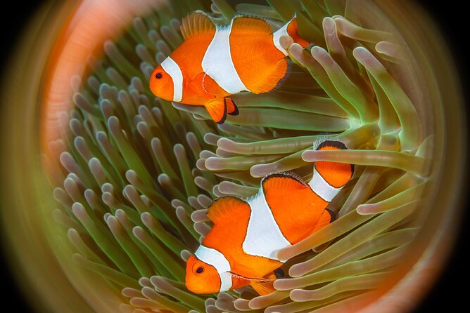 Try Dive Program in the Biorock Pemuteran - The 30-Minute Briefing: Your Safety Net