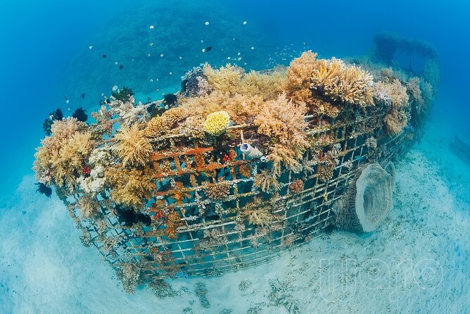 Try Dive Program in the Biorock Pemuteran - Is $51.67 Good Value?