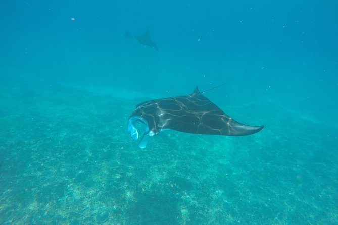 Try Diving in Manta Point - Nusa Penida - Key things to know before booking