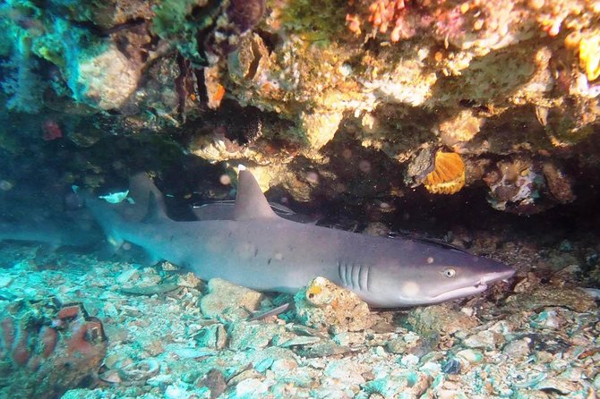 Try Scuba Diving at Padang Bai - Two Underwater Sessions From The Boat