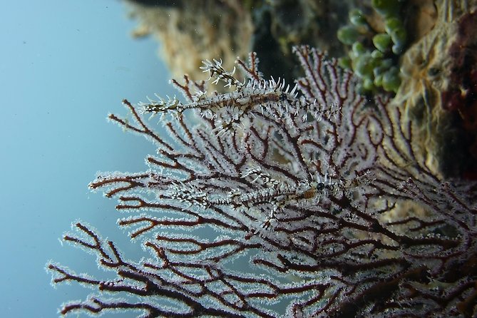 Try Scuba Diving at Tulamben Shipwreck - What happens before your first underwater session