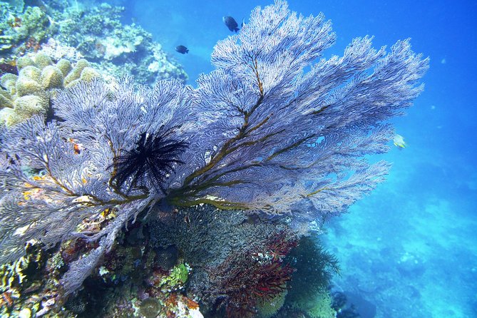 Try Scuba Diving at Tulamben Shipwreck - Two shore entries, two views of the wreck