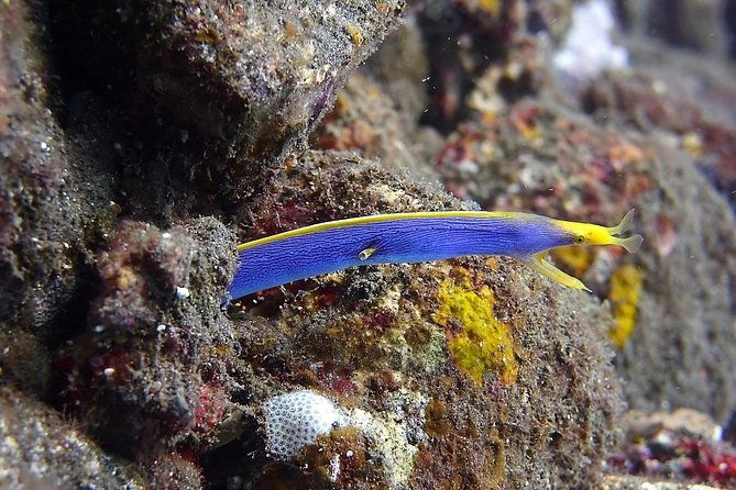 Try Scuba Diving at Tulamben Shipwreck - How personal is the instruction?