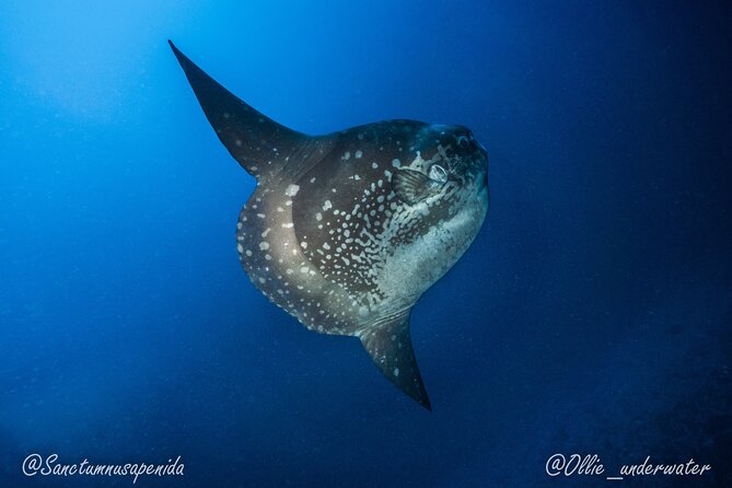 Try Scuba Diving for Beginners with manta rays (Non - Certified) - The morning schedule, from pool to boat